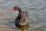 UK, LONDON, St James's Park, Black Swan swimming, UK2885JPL
