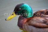 UK, LONDON, St James's Park, Mallard Duck, swimming in the lake, UK2852JPL