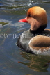UK, LONDON, St James's Park, Red Crested Pochard Duck, UK24050JPL