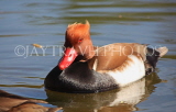 UK, LONDON, St James's Park, Red Crested Pochard Duck swimming, UK2901JPL