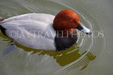 UK, LONDON, St James's Park, Red Head Duck swimming, UK2878JPL