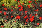 UK, LONDON, St James's Park, flowerbeds with Dahlias, UK12085JPL