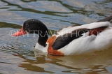 UK, LONDON, St James's Park, lake scene, red billed duck swimming, UK3602JPL