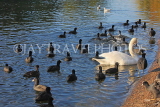 UK, LONDON, St James's Park, lake with Waterfowl and Swan, UK12104JPL