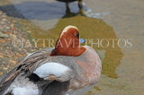 UK, LONDON, St James's Park, lakeside, Red Head Duck, UK19850JPL