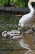 UK, LONDON, St James's Park, lakeside, Swan with her cygnets, chicks, UK19883JPL