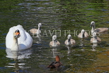 UK, LONDON, St James's Park, lakeside, Swan with her cygnets, chicks, UK19885JPL