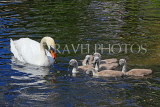 UK, LONDON, St James's Park, lakeside, Swan with her cygnets, chicks, UK19886JPL