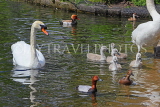 UK, LONDON, St James's Park, lakeside, Swans, Cygnets, and Ducks, UK19884JPL