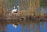 UK, LONDON, St James's Park, lakeside, Swans nesting, UK18911JPL