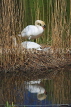 UK, LONDON, St James's Park, lakeside, Swans nesting, UK18912JPL