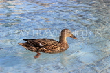 UK, LONDON, Trafalgar Square, fountain with Mallard Duck (female), UK26957JPL