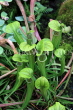 UK, Oxfordshire, OXFORD, Botanic Garden, Insectivorous House, plants, UK13096JPL
