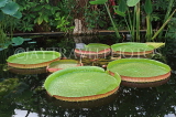 UK, Oxfordshire, OXFORD, Botanic Garden, Lily House, UK13107JPL