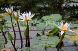 UK, Oxfordshire, OXFORD, Botanic Garden, Lily House, Water Lilies, UK13110JPL