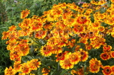 UK, Oxfordshire, OXFORD, Botanic Garden, Summer flowers, UK13111JPL