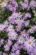 UK, Oxfordshire, OXFORD, Botanic Garden, Summer flowers, UK13113JPL