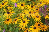 UK, Oxfordshire, OXFORD, Botanic Garden, Summer flowers, UK13115JPL