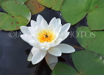 UK, Oxfordshire, OXFORD, Botanic Garden, Water Garden, Water Lily, UK13104JPL