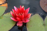 UK, Oxfordshire, OXFORD, Botanic Garden, Water Garden, Water Lily, UK13105JPL