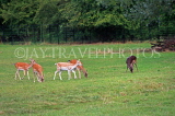 UK, Oxfordshire, OXFORD, Magdalen College, The Grove, Deer Park, UK13012JPL