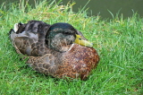 UK, Oxfordshire, OXFORD, Oxford Canalside, Duck resting, UK13176JPL