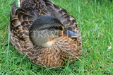 UK, Oxfordshire, OXFORD, Oxford Canalside, Duck resting, UK13178JPL
