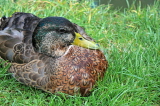 UK, Oxfordshire, OXFORD, Oxford Canalside, Duck resting, UK13179JPL