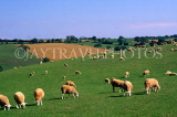 UK, Somerset, Broomfield, fields and sheep grazing, UK5810JPL