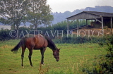 UK, Somerset, Porlock, farm barn and horse grazing, UK5854JPL