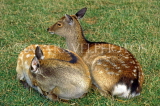 UK, Somerset, farm, two young roe deer, UK5856JPL
