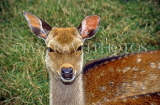UK, Somerset, farm, young roe deer, UK5855JPLA