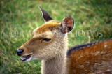 UK, Somerset, farm, young roe deer, UK5857JPL