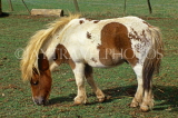 UK, Somerset, miniature horse, in farmyard, UK5851JPL