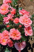 UK, Warwickshire, STRATFORD-UPON-AVON, Anne Hathaways Cottage, gardens, Roses, UK25337JPL
