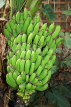 UK, Warwickshire, STRATFORD-UPON-AVON, Butterfly House, Bananas growing, UK25701JPL