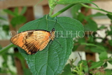 UK, Warwickshire, STRATFORD-UPON-AVON, Butterfly House, Birdwing butterfly, UK25675JPL