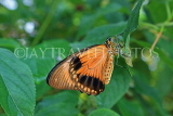 UK, Warwickshire, STRATFORD-UPON-AVON, Butterfly House, Birdwing butterfly, UK25676JPL