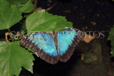 UK, Warwickshire, STRATFORD-UPON-AVON, Butterfly House, Blue Morpho butterfly, UK25622JPL
