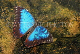 UK, Warwickshire, STRATFORD-UPON-AVON, Butterfly House, Blue Morpho butterfly, UK25623JPL