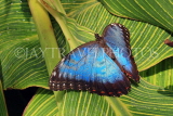 UK, Warwickshire, STRATFORD-UPON-AVON, Butterfly House, Blue Morpho butterfly, UK25624JPL