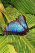 UK, Warwickshire, STRATFORD-UPON-AVON, Butterfly House, Blue Morpho butterfly, UK25625JPL