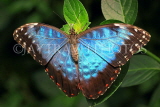 UK, Warwickshire, STRATFORD-UPON-AVON, Butterfly House, Blue Morpho butterfly, UK25626JPL