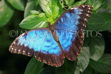 UK, Warwickshire, STRATFORD-UPON-AVON, Butterfly House, Blue Morpho butterfly, UK25627JPL