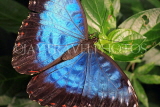 UK, Warwickshire, STRATFORD-UPON-AVON, Butterfly House, Blue Morpho butterfly, UK25628JPL