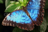 UK, Warwickshire, STRATFORD-UPON-AVON, Butterfly House, Blue Morpho butterfly, UK25629JPL