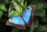 UK, Warwickshire, STRATFORD-UPON-AVON, Butterfly House, Blue Morpho butterfly, UK25630JPL