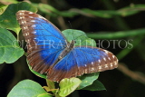 UK, Warwickshire, STRATFORD-UPON-AVON, Butterfly House, Blue Morpho butterfly, UK25631JPL