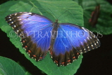 UK, Warwickshire, STRATFORD-UPON-AVON, Butterfly House, Blue Morpho butterfly, UK7152JPL