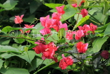 UK, Warwickshire, STRATFORD-UPON-AVON, Butterfly House, Bougainvillea flowers, UK25636JPL